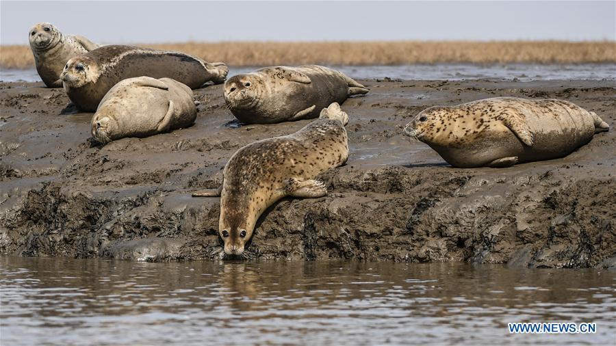 Spotted seals are seen on the coastal mudflat of Sandaogou in Panjin, northeast China\'s Liaoning Province, March 28, 2019. Over 120 spotted seals rest here and will head back to the Pacific regions in late May. (Xinhua/Pan Yulong)