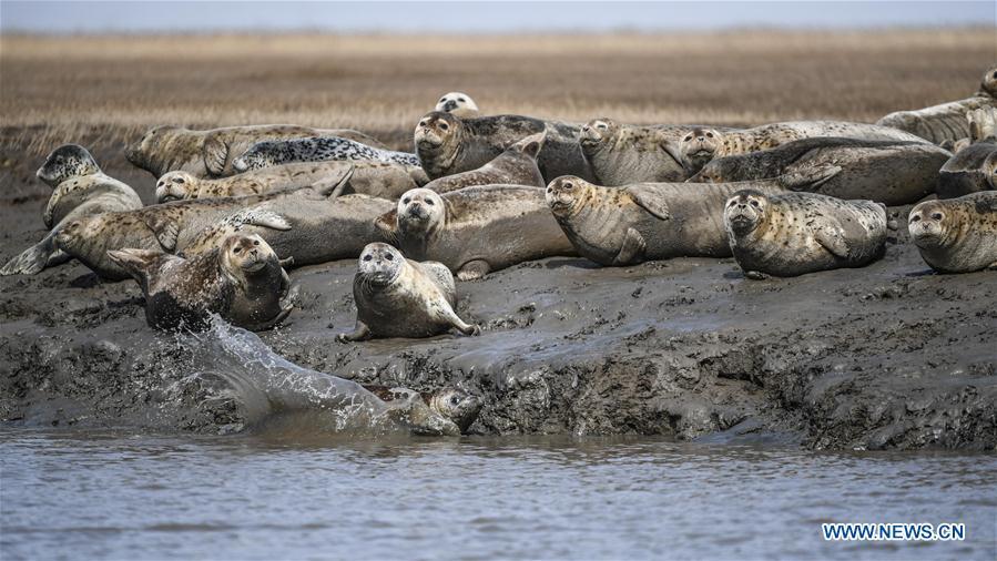 Spotted seals are seen on the coastal mudflat of Sandaogou in Panjin, northeast China\'s Liaoning Province, March 28, 2019. Over 120 spotted seals rest here and will head back to the Pacific regions in late May. (Xinhua/Pan Yulong)