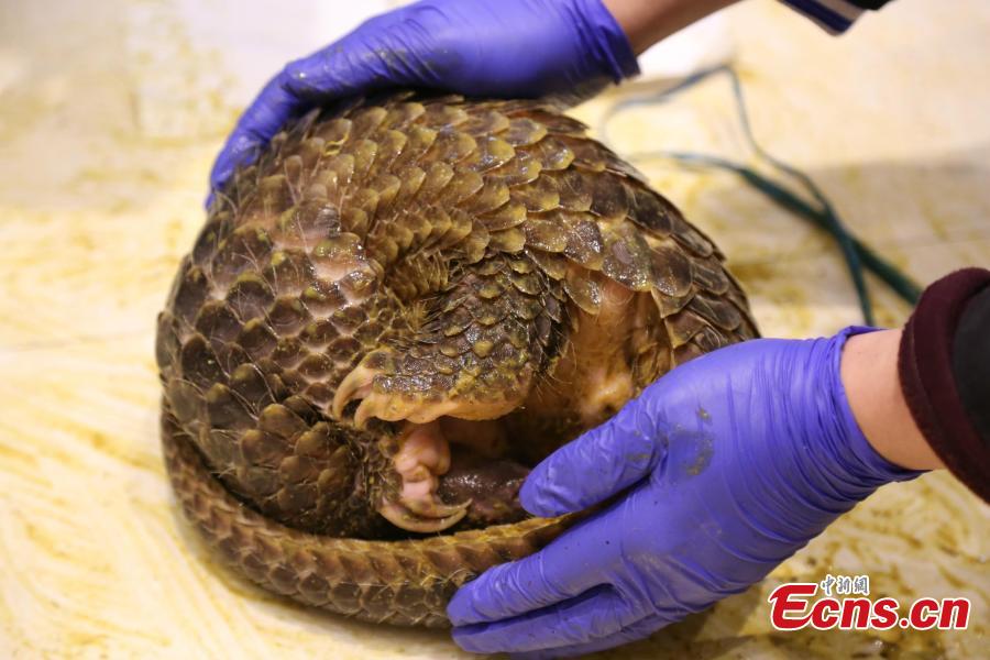 Officials from Nanning Customs display pangolins seized in an anti-smuggling campaign in Nanning City, Southwest China\'s Guangxi Zhuang Autonomous Region, March 29, 2019. The Anti-Smuggling Bureau of General Administration of Customs, its branch in Guangdong Province and Nanning Customs jointly launched the campaign that uncovered nine criminal gangs and seized 103 live pangolins, 52 pangolin carcasses and 21.55 kg of pangolin scales. (Photo: China News Service/Wang Shuyan)