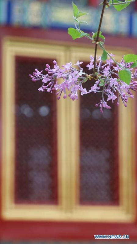 Photo taken on March 28, 2019 shows flowers in the Forbidden City in Beijing, capital of China. (Xinhua/Meng Dingbo)