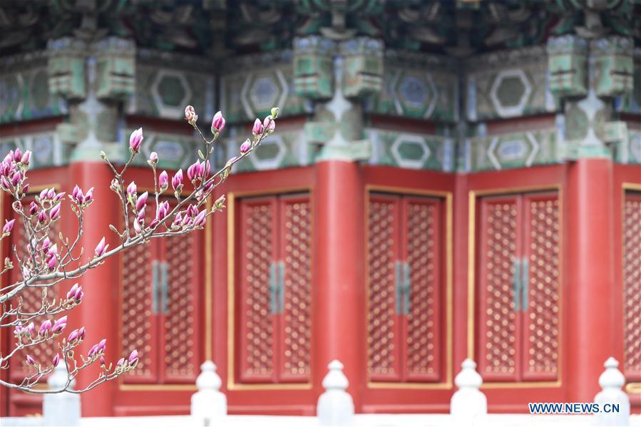 Photo taken on March 28, 2019 shows flowers in the Forbidden City in Beijing, capital of China. (Xinhua/Meng Dingbo)