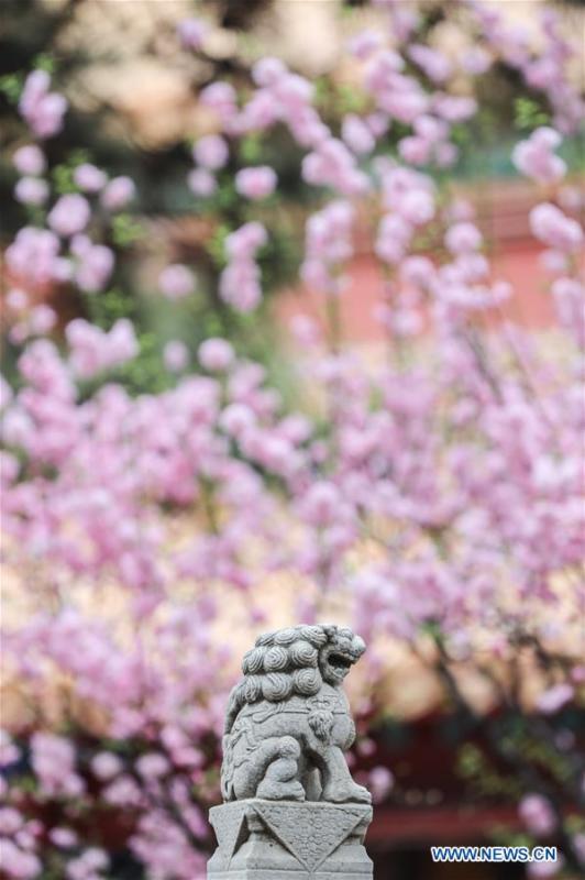 Photo taken on March 28, 2019 shows flowers in the Forbidden City in Beijing, capital of China. (Xinhua/Meng Dingbo)