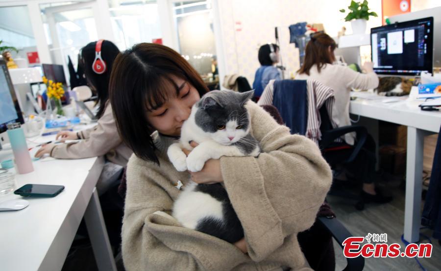 An employee cuddles a pet cat in the offices of a company in Shanghai, March 29, 2019. The company has allowed employees to bring their cats or dogs to the office for its internal Pet Day as a way to reduce work stress. (Photo: China News Service/Tang Yanjun)