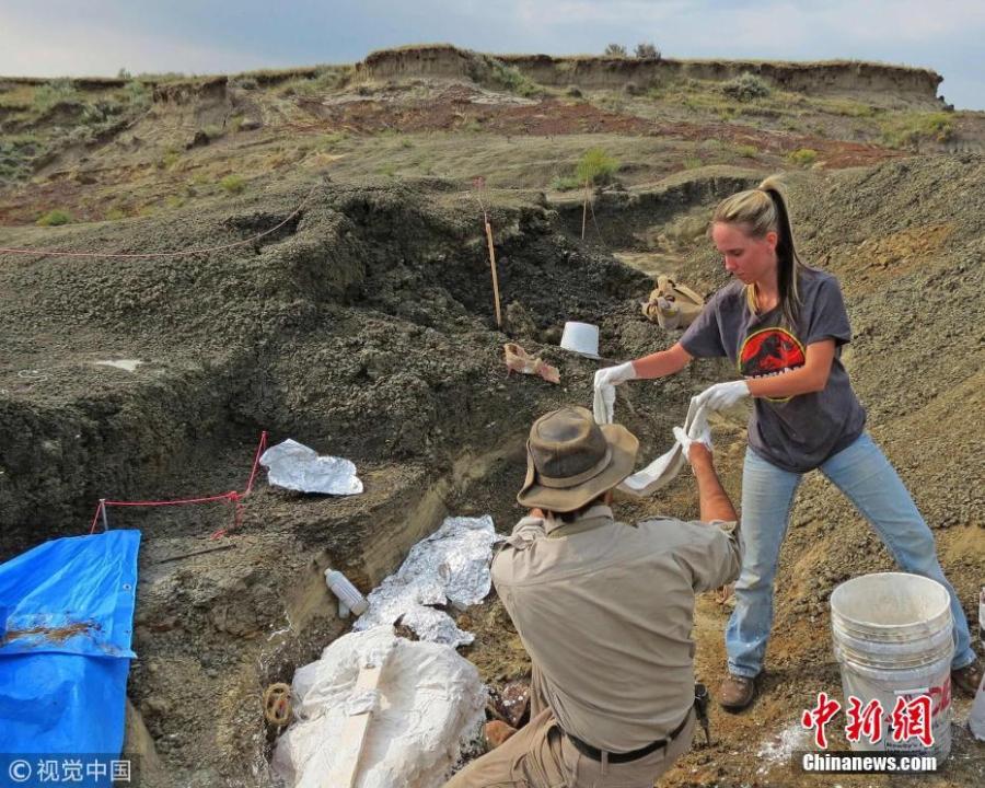 This handout photo obtained March 30, 2019 shows Robert DePalma(L)and field assistant Kylie Ruble(R) excavate fossil carcasses from the Tanis deposit The scientists have discovered the fossilized remains of a mass of creatures that died minutes after a huge asteroid slammed into the Earth 66 million years ago, sealing the fate of the dinosaurs. (Photo/Agencies)
