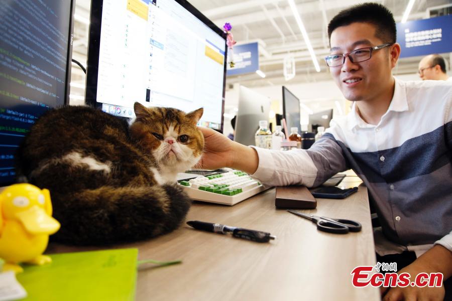 An employee cuddles a pet cat in the offices of a company in Shanghai, March 29, 2019. The company has allowed employees to bring their cats or dogs to the office for its internal Pet Day as a way to reduce work stress. (Photo: China News Service/Tang Yanjun)