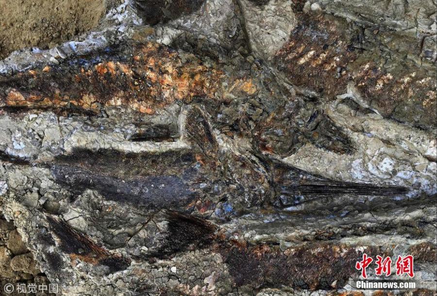 This handout photo obtained March 30, 2019 shows a partially exposed, perfectly preserved 66-million-year-old fish fossil uncovered by Robert DePalma and his colleagues. The scientists have discovered the fossilized remains of a mass of creatures that died minutes after a huge asteroid slammed into the Earth 66 million years ago, sealing the fate of the dinosaurs.(Photo/Agencies)