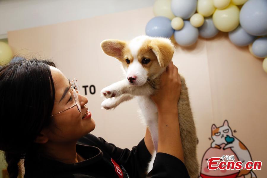 An employee cuddles a pet dog in the offices of a company in Shanghai, March 29, 2019. The company has allowed employees to bring their cats or dogs to the office for its internal Pet Day as a way to reduce work stress. (Photo: China News Service/Tang Yanjun)