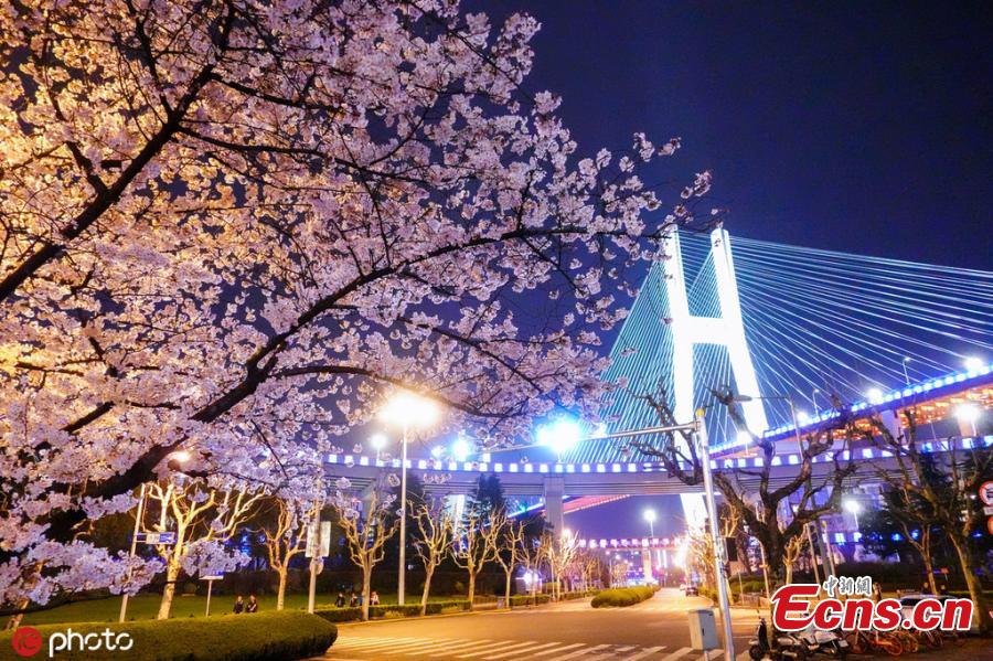 Cherry blossom trees in bloom at a bus station under the Nanpu Bridge in Shanghai, March 29, 2019. Netizens have dubbed the bus stop \