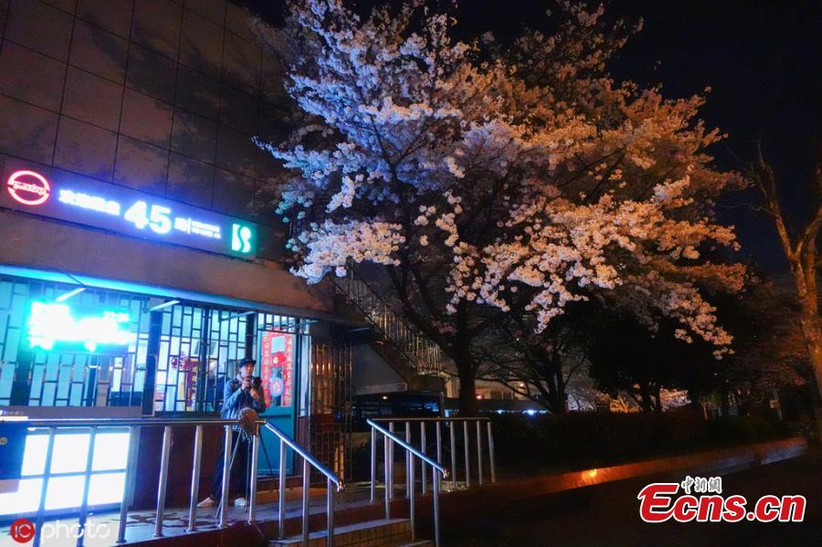 Cherry blossom trees in bloom at a bus station under the Nanpu Bridge in Shanghai, March 29, 2019. Netizens have dubbed the bus stop \