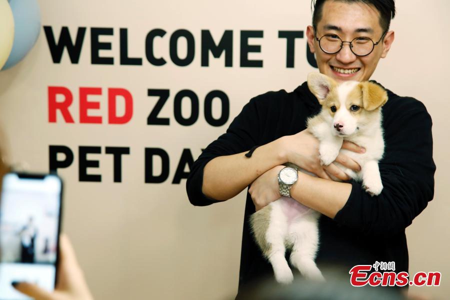 An employee cuddles a pet dog in the offices of a company in Shanghai, March 29, 2019. The company has allowed employees to bring their cats or dogs to the office for its internal Pet Day as a way to reduce work stress. (Photo: China News Service/Tang Yanjun)
