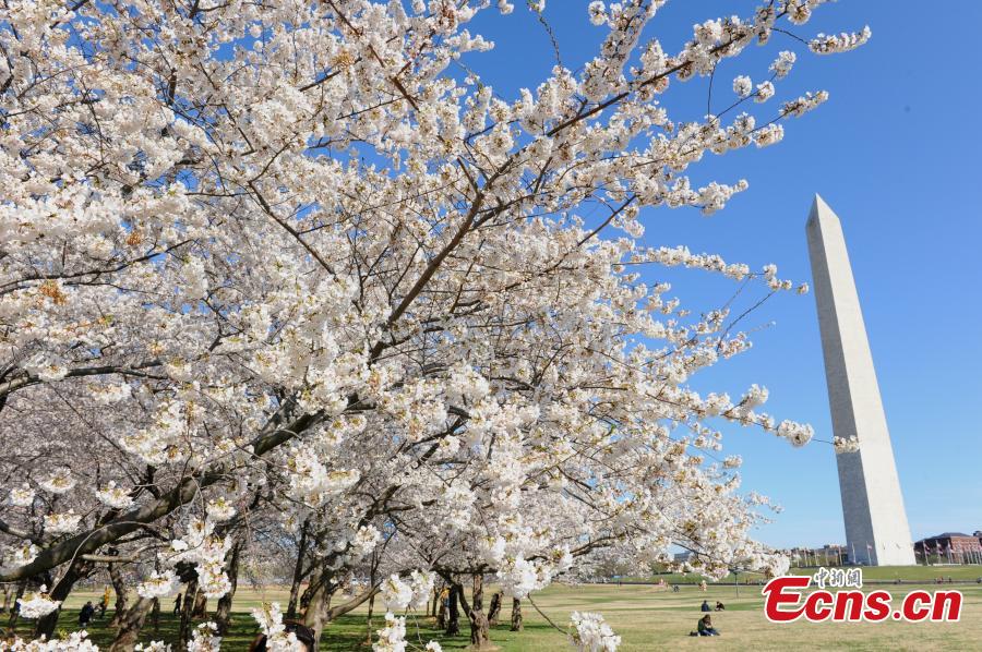 Cherry blossoms are seen around the Tidal Basin in Washington D.C., the United States, on April 1, 2019. The cherry blossoms reached peak bloom on Monday.  (Photo/China News Service)