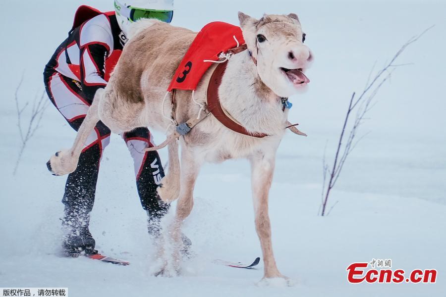 Reindeers and their jockeys are seen as they approach the finish line on the 1 km ice track of the final in the BRP Poro cup reindeer race on a lake in Inari, northern Finland, March 31, 2019. The competition is a six-stage championship run in the north of Finland during the winter months since 1950. Competitors race on skis pulled by a reindeer on a 1000 meter u-shaped track on the snow. (Photo/Agencies)