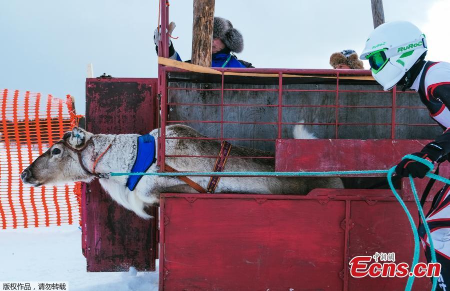 A reindeer bolts out of the starting box with the jockey (R) at the ready at the start of the 1 km ice track of the final in the BRP Poro cup reindeer race on a lake in Inari, northern Finland, March 31, 2019. The competition is a six-stage championship run in the north of Finland during the winter months since 1950. Competitors race on skis pulled by a reindeer on a 1000 meter u-shaped track on the snow. (Photo/Agencies)