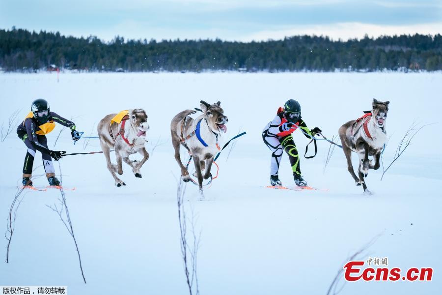 Reindeers and their jockeys are seen as they approach the finish line on the 1 km ice track of the final in the BRP Poro cup reindeer race on a lake in Inari, northern Finland, March 31, 2019. The competition is a six-stage championship run in the north of Finland during the winter months since 1950. Competitors race on skis pulled by a reindeer on a 1000 meter u-shaped track on the snow. (Photo/Agencies)