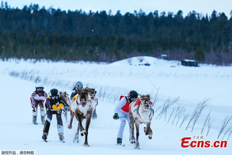 Reindeers and their jockeys are seen as they approach the finish line on the 1 km ice track of the final in the BRP Poro cup reindeer race on a lake in Inari, northern Finland, March 31, 2019. The competition is a six-stage championship run in the north of Finland during the winter months since 1950. Competitors race on skis pulled by a reindeer on a 1000 meter u-shaped track on the snow. (Photo/Agencies)