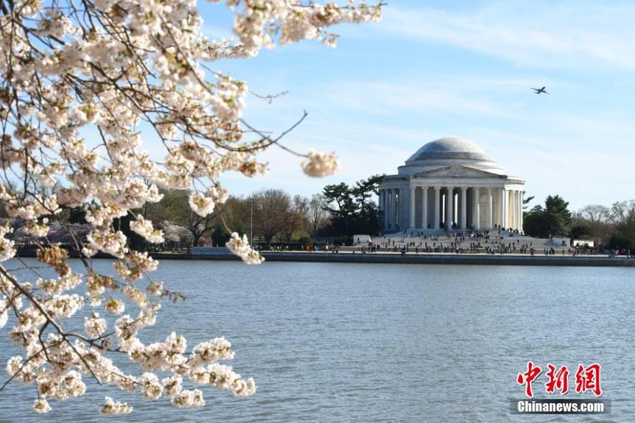 Cherry blossoms are seen around the Tidal Basin in Washington D.C., the United States, on April 1, 2019. The cherry blossoms reached peak bloom on Monday. (Photo/China News Service)