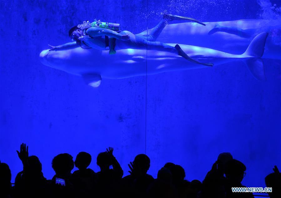 Children with Autism Spectrum Disorder (ASD) watch a white whale performance with their parents at the Polarland in Harbin, capital of northeast China\'s Heilongjiang Province, April 2, 2019, the World Autism Awareness Day. World Autism Awareness Day on April 2 every year is designated to encourage member states of the United Nations to take measures to raise awareness about people with ASD throughout the world. (Xinhua/Wang Jianwei)