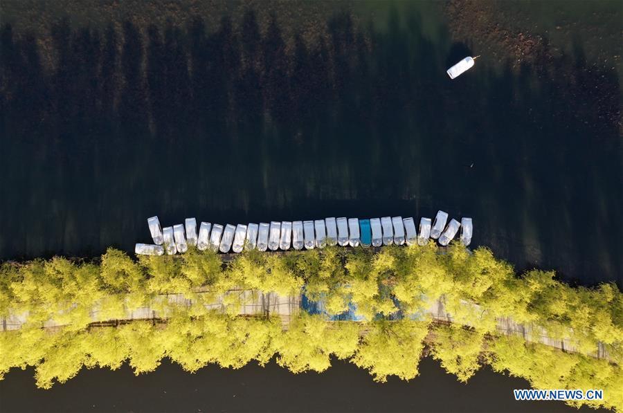 Aerial photo taken on April 1, 2019 shows the scenery of Baiyangdian Lake in Xiongan New Area, north China\'s Hebei Province. On April 1, 2017, China announced plans to establish the Xiongan New Area, about 100 km southwest of Beijing. Known as China\'s \