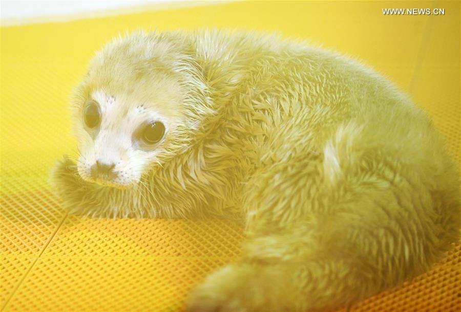 A new-born seal pup rests at Harbin Polarland in Harbin, northeast China\'s Heilongjiang Province, on April 2, 2019. It\'s the first seal pup born at Harbin Polarland in the Chinese Lunar New Year. (Xinhua/Wang Jianwei)