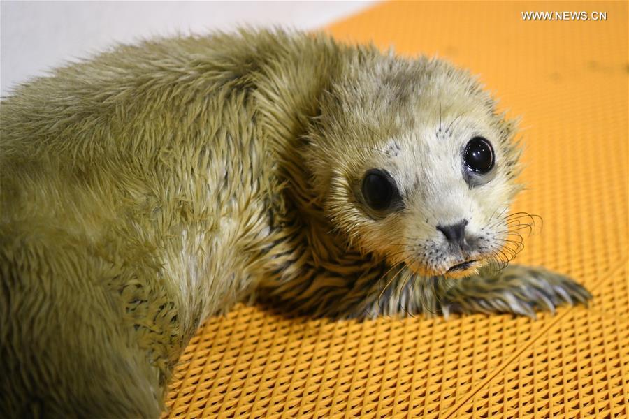 A new-born seal pup rests at Harbin Polarland in Harbin, northeast China\'s Heilongjiang Province, on April 2, 2019. It\'s the first seal pup born at Harbin Polarland in the Chinese Lunar New Year. (Xinhua/Wang Jianwei)