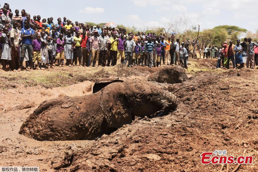 People watch as two of three elephants stuck in deep mud on the shores of the seasonal Lake Kapnarok, situated at the base of the Kerio valley, part of the Kenyan Rift Valley\'s ecosystem in Baringo County, are rescued on April 1, 2019. The three pachyderms ventured deep into the drying lake bed in an effort to reach the receding waters and ended up mired taking scores of villagers and a Kenya Wildlife Services (KWS) team six-hours to free the land giants. (Photo/Agencies)