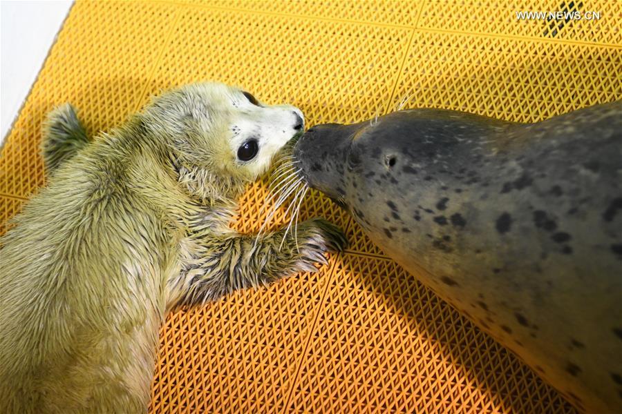 A new-born seal pup rests at Harbin Polarland in Harbin, northeast China\'s Heilongjiang Province, on April 2, 2019. It\'s the first seal pup born at Harbin Polarland in the Chinese Lunar New Year. (Xinhua/Wang Jianwei)