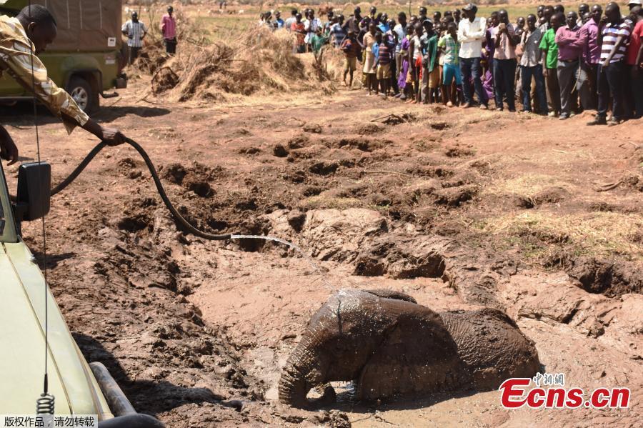 A game keeper uses a hose pipe to cool a young elephant, one of three, stuck in deep mud on the shores of the seasonal Lake Kapnarok, situated at the base of the Kerio valley, part of the Kenyan Rift Valley\'s ecosystem in Baringo County, on April 1, 2019. The three pachyderms ventured deep into the drying lake bed in an effort to reach the receding waters and ended up mired taking scores of villagers and a Kenya Wildlife Services (KWS) team six-hours to free the land giants. (Photo/Agencies)
