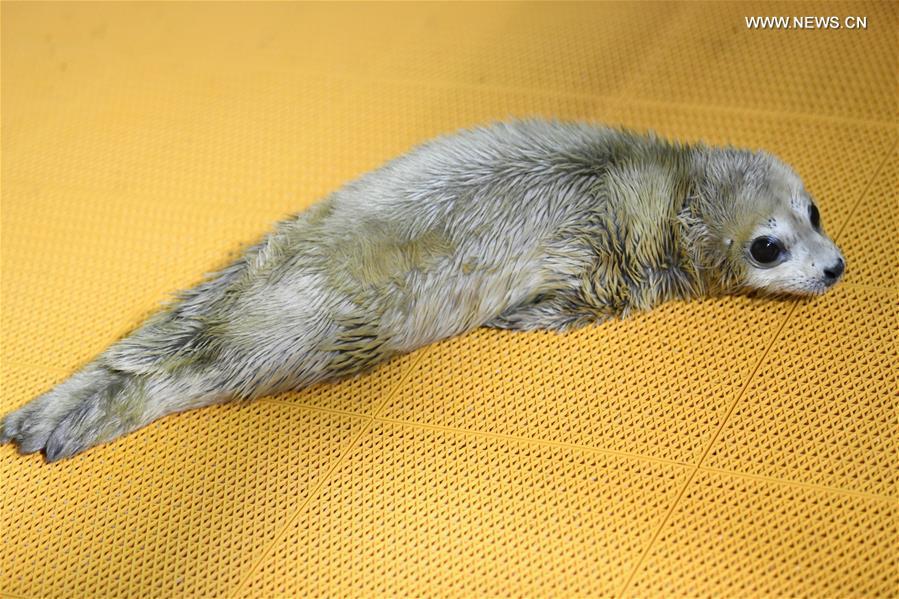 A new-born seal pup rests at Harbin Polarland in Harbin, northeast China\'s Heilongjiang Province, on April 2, 2019. It\'s the first seal pup born at Harbin Polarland in the Chinese Lunar New Year. (Xinhua/Wang Jianwei)