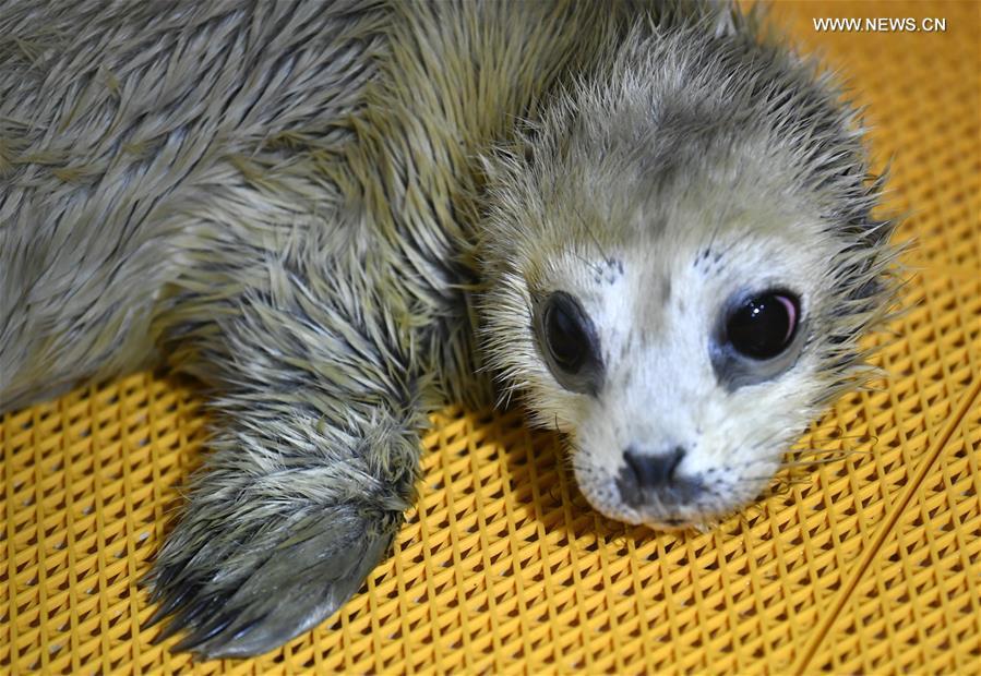 A new-born seal pup rests at Harbin Polarland in Harbin, northeast China\'s Heilongjiang Province, on April 2, 2019. It\'s the first seal pup born at Harbin Polarland in the Chinese Lunar New Year. (Xinhua/Wang Jianwei)