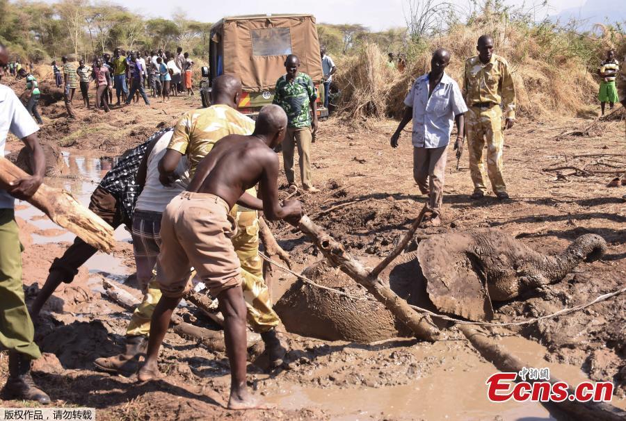People look on as a young elephant, one of three, is rescued out of the deep mud on the shores of the seasonal Lake Kapnarok, situated at the base of the Kerio valley, part of the Kenyan Rift Valley\'s ecosystem in Baringo County, on April 1, 2019. The three pachyderms ventured deep into the drying lake bed in an effort to reach the receding waters and ended up mired taking scores of villagers and a Kenya Wildlife Services (KWS) team six-hours to free the land giants. (Photo/Agencies)