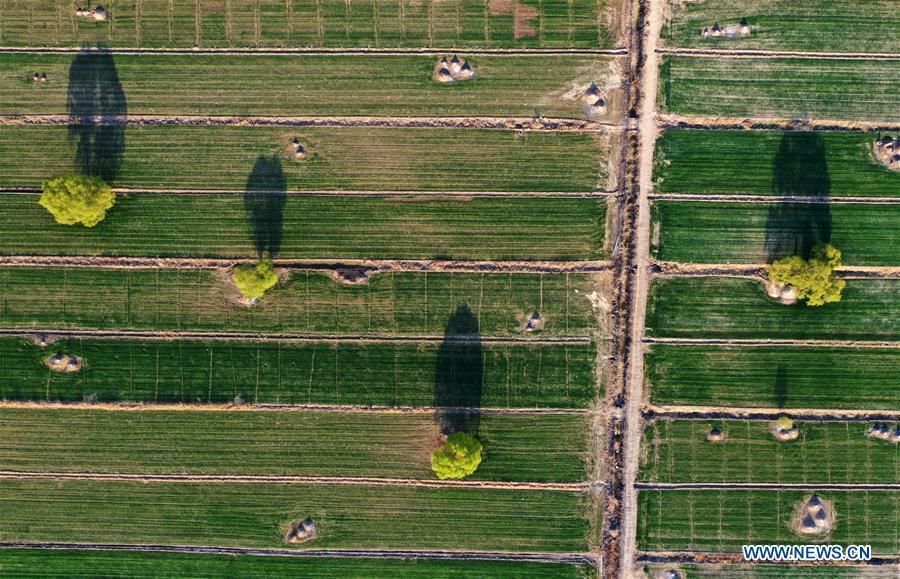 Aerial photo taken on March 31, 2019 shows a farmland near Baiyangdian Lake in Xiongan New Area, north China\'s Hebei Province. On April 1, 2017, China announced plans to establish the Xiongan New Area, about 100 km southwest of Beijing. Known as China\'s \
