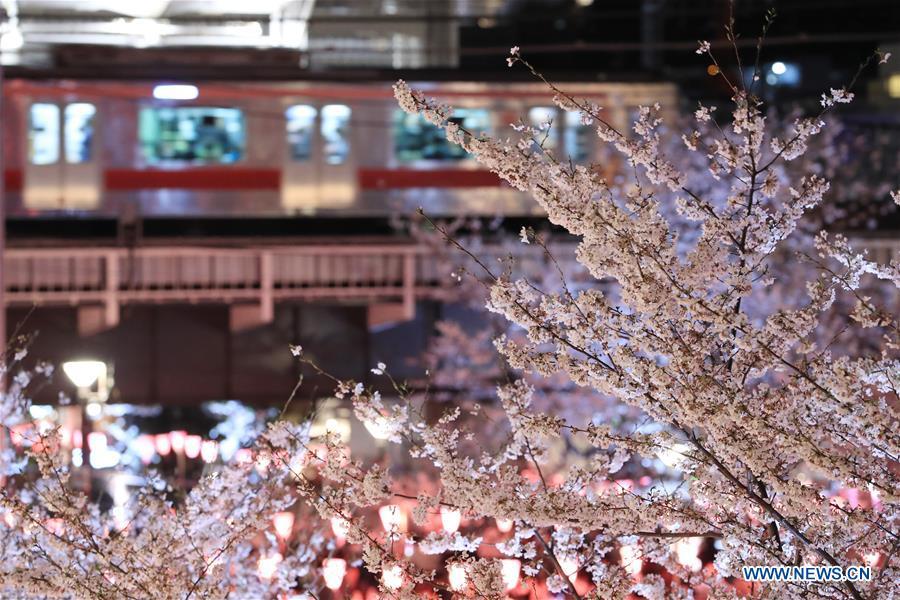 Photo taken on April 3, 2019 shows the cherry blossom on bank of Meguro river, in Tokyo, Japan. (Xinhua/Du Xiaoyi)