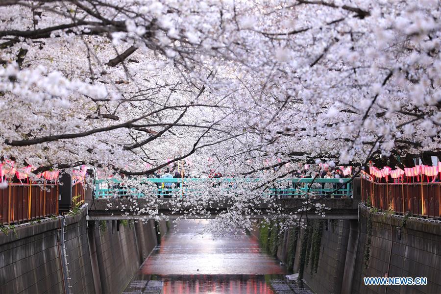 Photo taken on April 3, 2019 shows the cherry blossom on bank of Meguro river, in Tokyo, Japan. (Xinhua/Du Xiaoyi)