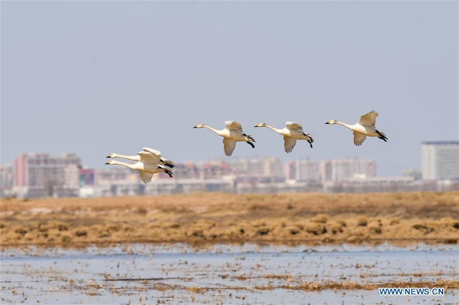 Swans fly above a shoal of the Yellow River in Hangjin Banner, north China\'s Inner Mongolia Autonomous Region on April 2, 2019. (Xinhua/Liu Lei)