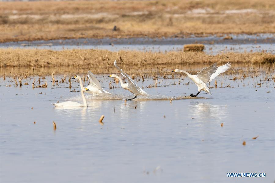 Swans are seen at a shoal of the Yellow River in Hangjin Banner, north China\'s Inner Mongolia Autonomous Region on April 2, 2019. (Xinhua/Liu Lei)
