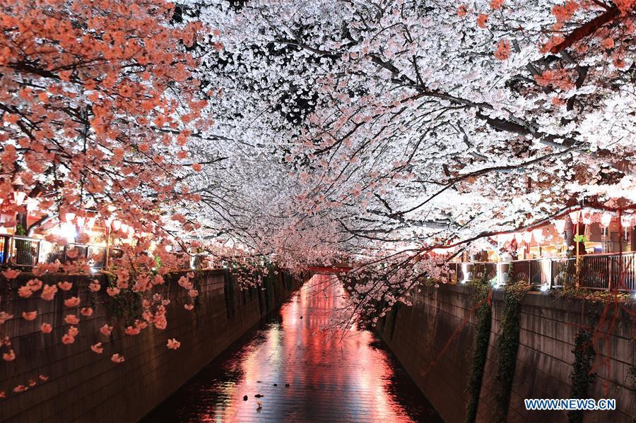 Photo taken on April 3, 2019 shows the cherry blossom on bank of Meguro river, in Tokyo, Japan. (Xinhua/Du Xiaoyi)