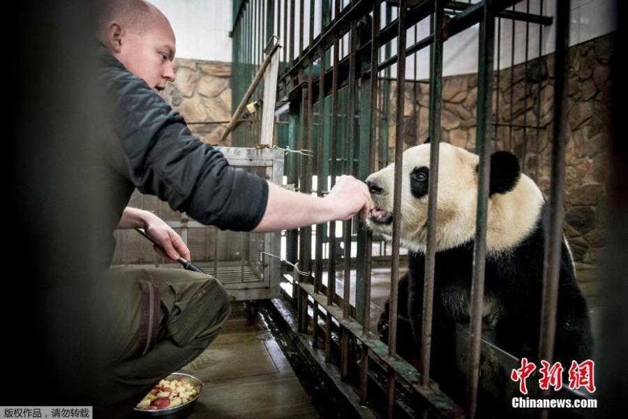 Danish zookeeper interacts with giant panda Xing Er at the Chengdu Research Base of Giant Panda Breeding in Chengdu City, Sichuan Province, April 3, 2019. Two giant pandas, Xing Er and Mao Er, will be transported to Copenhagen Zoo in Denmark from Chengdu on April 7. Denmark will be the ninth country in Europe to host pandas. (Photo/Agencies)