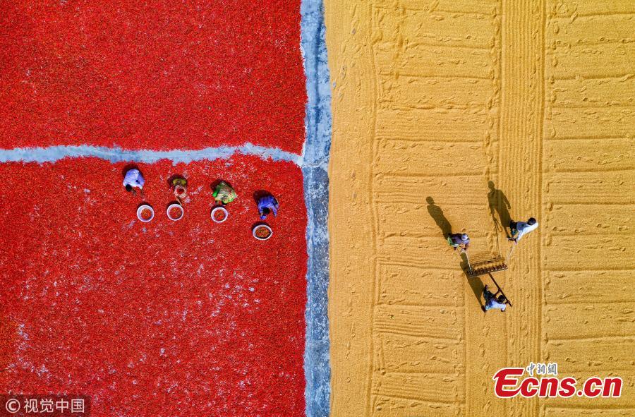 An aerial view of workers as they process and dry red chili peppers under the sun in Upazila, Bangladesh. (Photo/VCG)