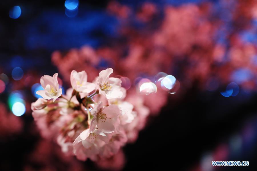 Photo taken on April 3, 2019 shows the cherry blossom on bank of Meguro river, in Tokyo, Japan. (Xinhua/Du Xiaoyi)