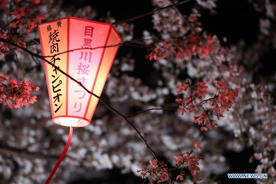 Photo taken on April 3, 2019 shows the cherry blossom on bank of Meguro river, in Tokyo, Japan. (Xinhua/Du Xiaoyi)
