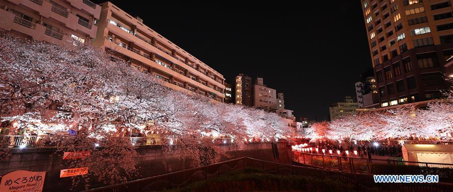 Photo taken on April 3, 2019 shows the cherry blossom on bank of Meguro river, in Tokyo, Japan. (Xinhua/Du Xiaoyi)