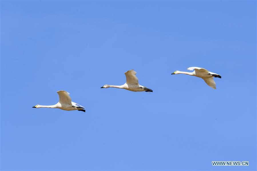 Swans fly above a shoal of the Yellow River in Hangjin Banner, north China\'s Inner Mongolia Autonomous Region on April 2, 2019. (Xinhua/Liu Lei)