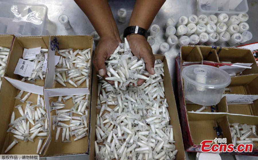 An officer from the Philippine Department of Environment and Natural Resources (DENR) shows confiscated vials containing venomous tarantulas in Quezon City, the Philippines, April 3, 2019. Customs officials in the Philippines have seized a total of 757 live venomous tarantulas at Manila\'s international airport, the Bureau of Customs (BOC) said on Tuesday. The BOC said customs officers seized the hairy spiders from Poland on Monday. The tarantulas, classified as endangered wildlife species, were turned over to the DENR.   (Photo/Agencies)