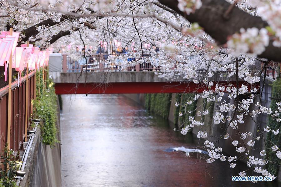 Photo taken on April 3, 2019 shows the cherry blossom on bank of Meguro river, in Tokyo, Japan. (Xinhua/Du Xiaoyi)