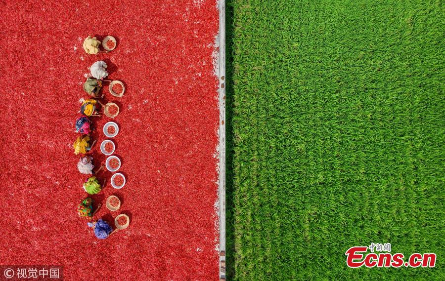 An aerial view of workers as they process and dry red chili peppers under the sun in Upazila, Bangladesh. (Photo/VCG)
