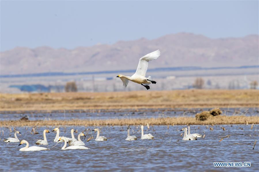 Swans are seen at a shoal of the Yellow River in Hangjin Banner, north China\'s Inner Mongolia Autonomous Region on April 2, 2019. (Xinhua/Liu Lei)