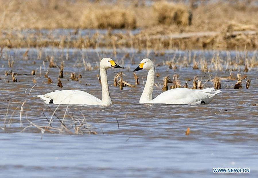 Swans are seen at a shoal of the Yellow River in Hangjin Banner, north China\'s Inner Mongolia Autonomous Region on April 2, 2019. (Xinhua/Liu Lei)
