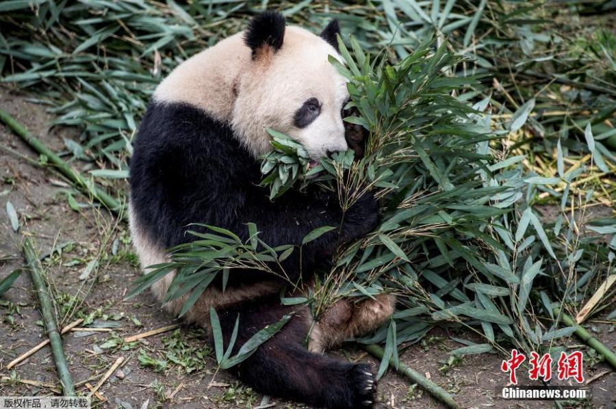 Giant panda Xing Er chews bamboos at the Chengdu Research Base of Giant Panda Breeding in Chengdu City, Sichuan Province, April 3, 2019. Two giant pandas, Xing Er and Mao Er, will be transported to Copenhagen Zoo in Denmark from Chengdu on April 7. Denmark will be the ninth country in Europe to host pandas. (Photo/Agencies)