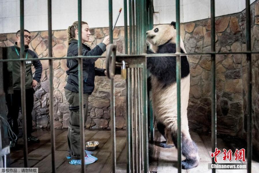 Danish zookeeper Pernille Goerup Andersen interacts with giant panda Xing Er at the Chengdu Research Base of Giant Panda Breeding in Chengdu City, Sichuan Province, April 3, 2019. Two giant pandas, Xing Er and Mao Er, will be transported to Copenhagen Zoo in Denmark from Chengdu on April 7. Denmark will be the ninth country in Europe to host pandas. (Photo/Agencies)