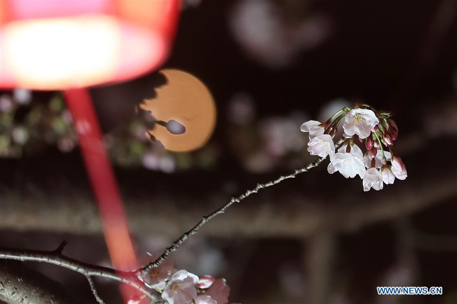 Photo taken on April 3, 2019 shows the cherry blossom on bank of Meguro river, in Tokyo, Japan. (Xinhua/Du Xiaoyi)